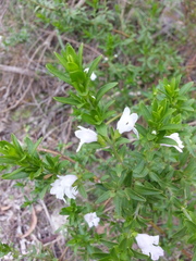 Prostanthera behriana