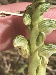 Pterostylis crassicaulis