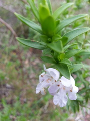 Prostanthera behriana