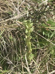 Pterostylis crassicaulis