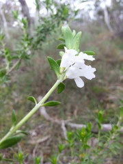 Prostanthera behriana