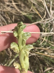Pterostylis crassicaulis