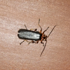 Silinae