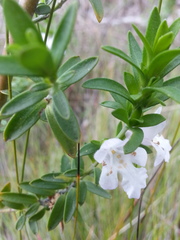Prostanthera behriana