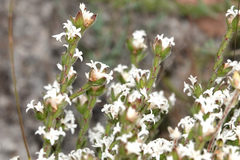 Pimelea phylicoides