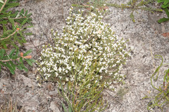 Pimelea phylicoides