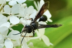 Isodontia auripes