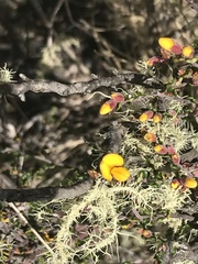 Bossiaea foliosa