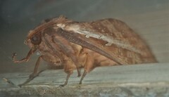 Oxycanus