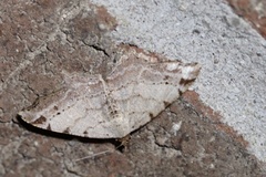Macaria transitaria