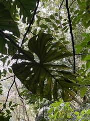 Philodendron