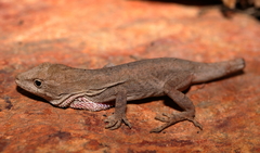 Anolis quercorum