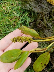 Potamogeton natans