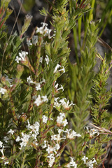 Pimelea phylicoides