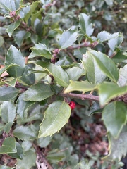 Ilex × meserveae