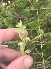 Pterostylis crassicaulis