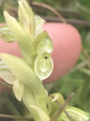 Pterostylis crassicaulis