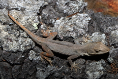 Anolis quercorum