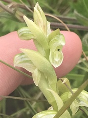 Pterostylis crassicaulis