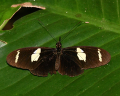 Heliconius wallacei