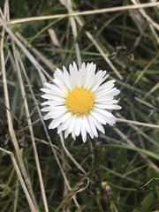 Brachyscome scapigera