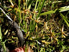 Cyperus dentatus