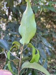 Croton mayanus