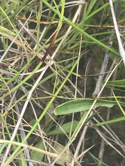 Brachyscome scapigera