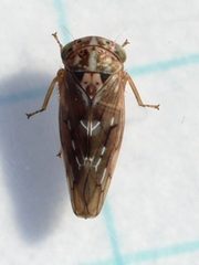 Idiocerus albolinea