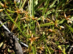 Cyperus dentatus