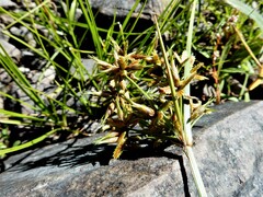 Cyperus dentatus