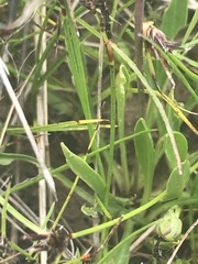 Brachyscome scapigera