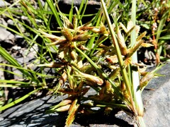 Cyperus dentatus