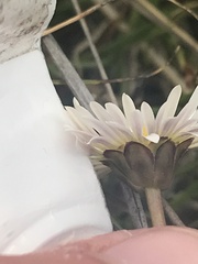 Brachyscome scapigera