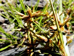 Cyperus dentatus