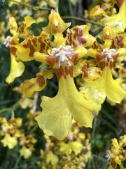 Oncidium