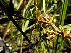 Cyperus dentatus