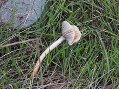 Leratiomyces percevalii