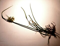Cyperus dentatus