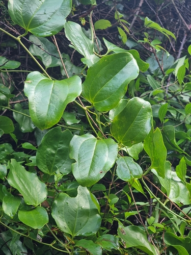 Smilax canariensis (Smilax canariensis)