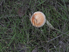 Leratiomyces percevalii