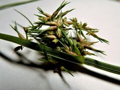 Cyperus dentatus