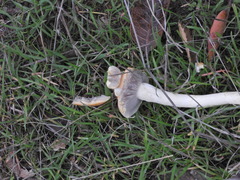 Leratiomyces percevalii