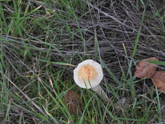 Leratiomyces percevalii