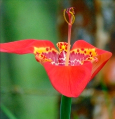 Tigridia pavonia