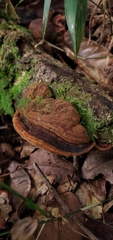 Phellinus