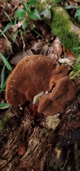 Phellinus