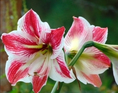 Hippeastrum hybridum