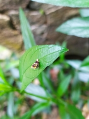 Choreutis