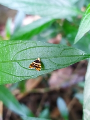 Choreutis